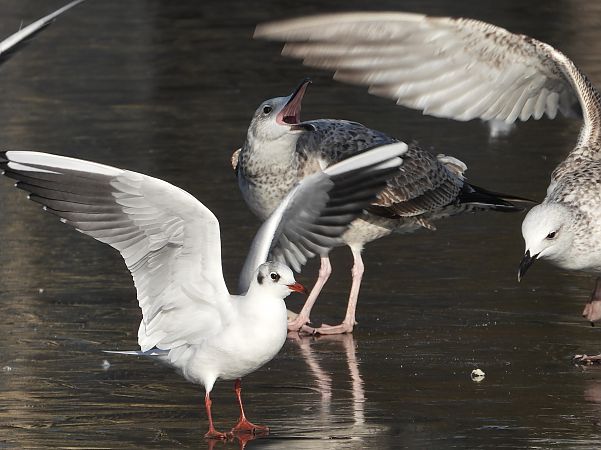 mewa srebrzysta / białogłowa / romańska  - Jarosław Słowikowski