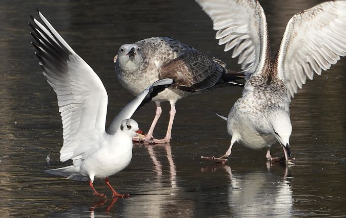 Goéland argenté, pontique ou leucophée  - Jarosław Słowikowski