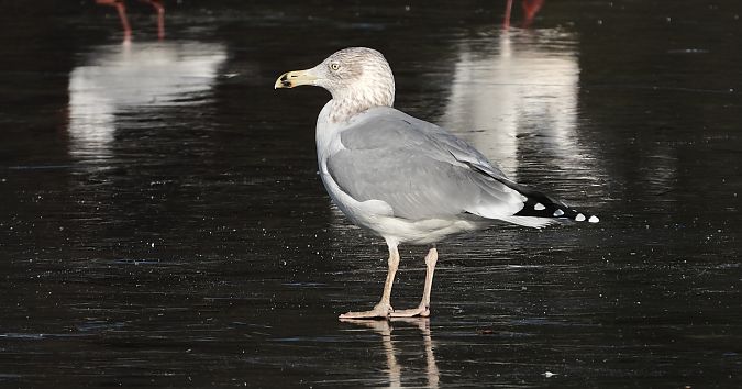 mewa srebrzysta / białogłowa / romańska  - Jarosław Słowikowski