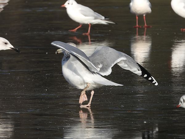 mewa srebrzysta / białogłowa / romańska  - Jarosław Słowikowski