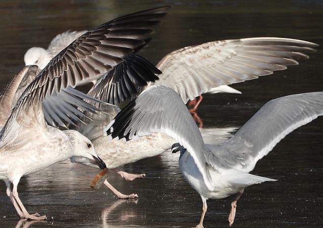 Goéland argenté, pontique ou leucophée  - Jarosław Słowikowski