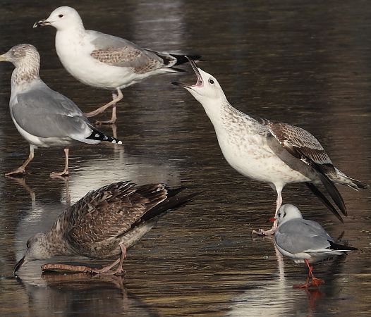 Goéland argenté, pontique ou leucophée  - Jarosław Słowikowski