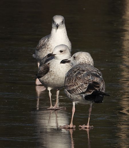 Goéland argenté, pontique ou leucophée  - Jarosław Słowikowski