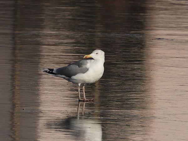 mewa srebrzysta / białogłowa / romańska 