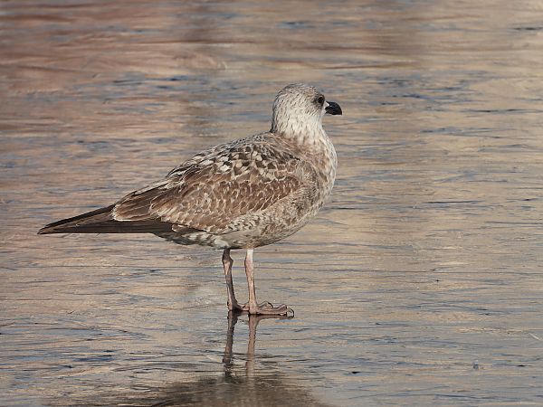 mewa srebrzysta / białogłowa / romańska 
