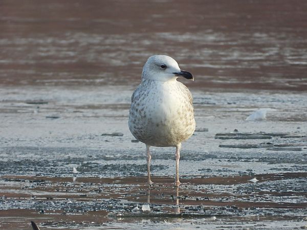 Goéland argenté, pontique ou leucophée  - Jarosław Słowikowski