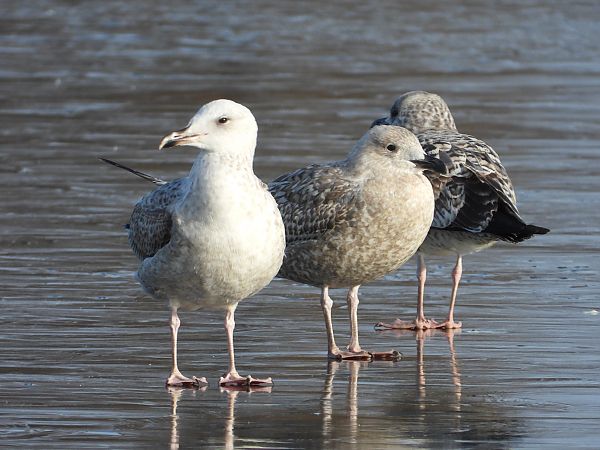 Goéland argenté, pontique ou leucophée  - Jarosław Słowikowski