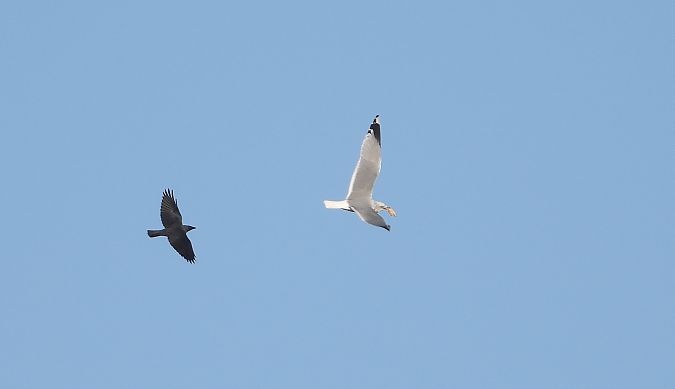 Goéland cendré  - Jarosław Słowikowski