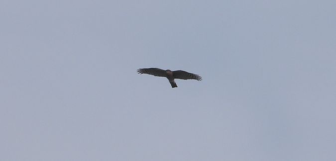 Eurasian Sparrowhawk  - Jarosław Słowikowski