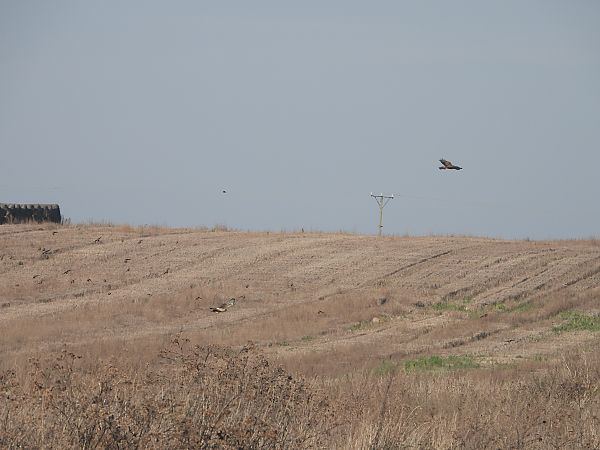 Hen Harrier  - Jarosław Słowikowski