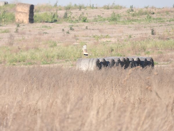 błotniak zbożowy  - Jarosław Słowikowski