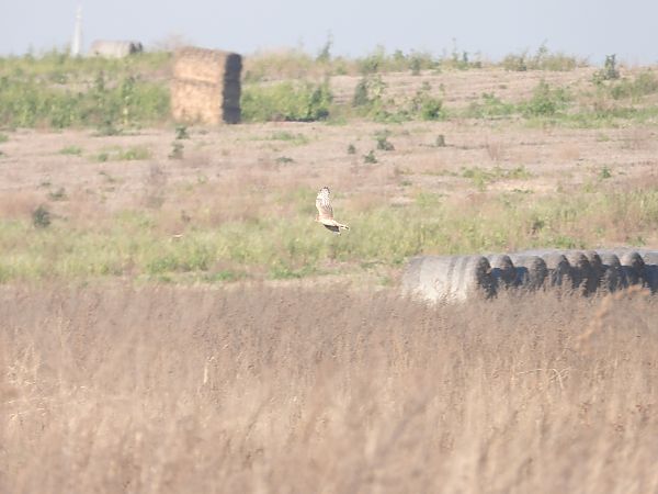 Busard Saint-Martin  - Jarosław Słowikowski