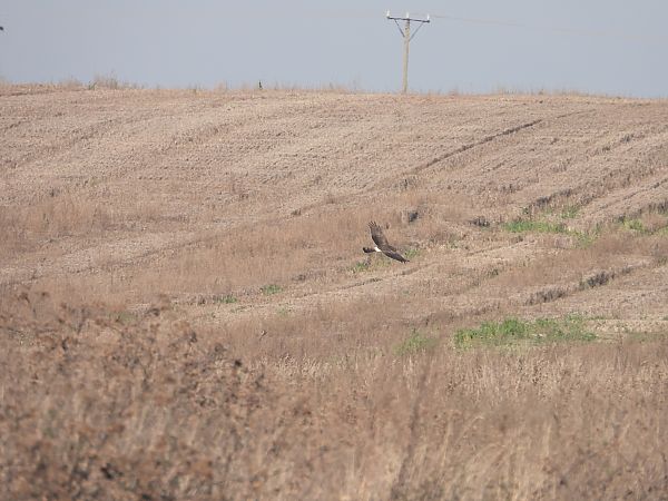 błotniak zbożowy  - Jarosław Słowikowski