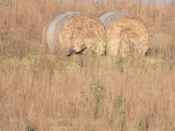 błotniak zbożowy  - Jarosław Słowikowski