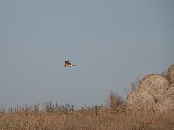 błotniak zbożowy  - Jarosław Słowikowski