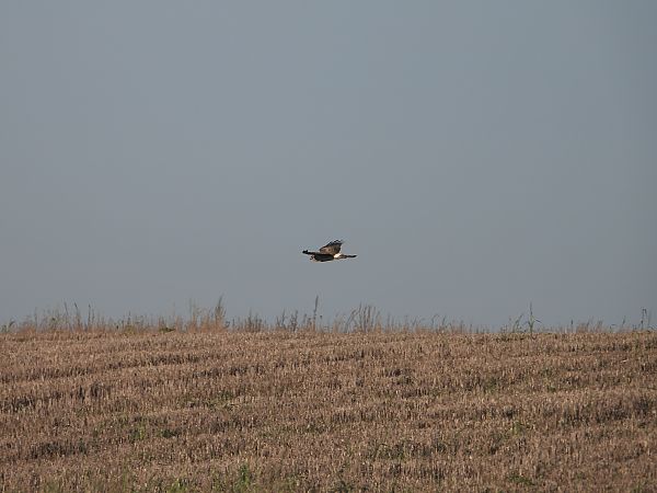 Busard Saint-Martin  - Jarosław Słowikowski