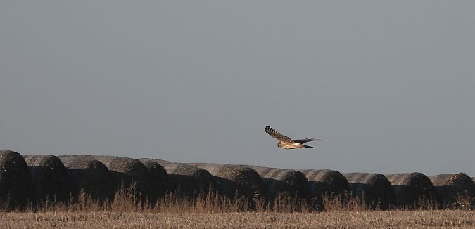 Busard Saint-Martin  - Jarosław Słowikowski