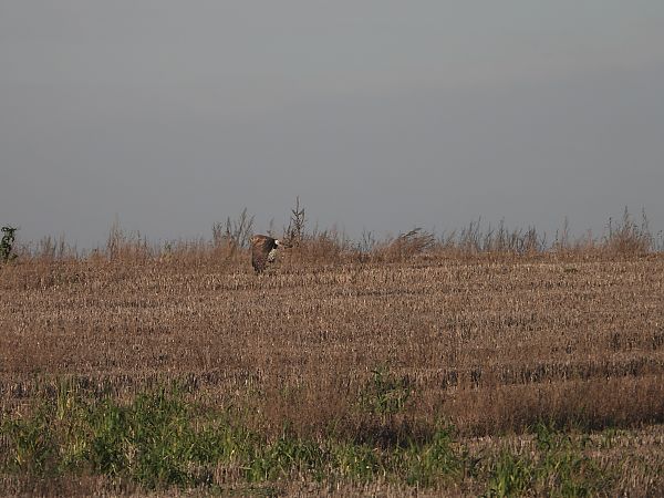 Busard Saint-Martin  - Jarosław Słowikowski