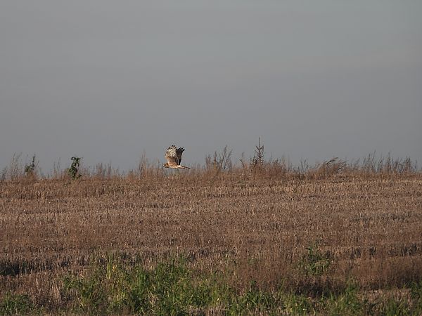 Busard Saint-Martin  - Jarosław Słowikowski