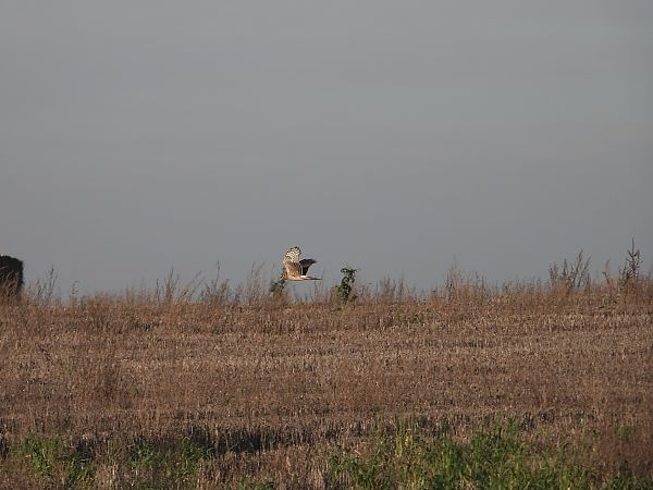 Busard Saint-Martin  - Jarosław Słowikowski