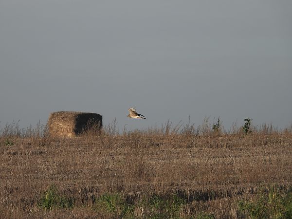 Busard Saint-Martin  - Jarosław Słowikowski