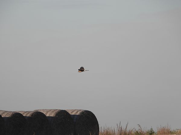 Busard Saint-Martin  - Jarosław Słowikowski