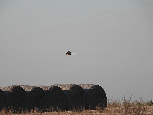 Busard Saint-Martin  - Jarosław Słowikowski