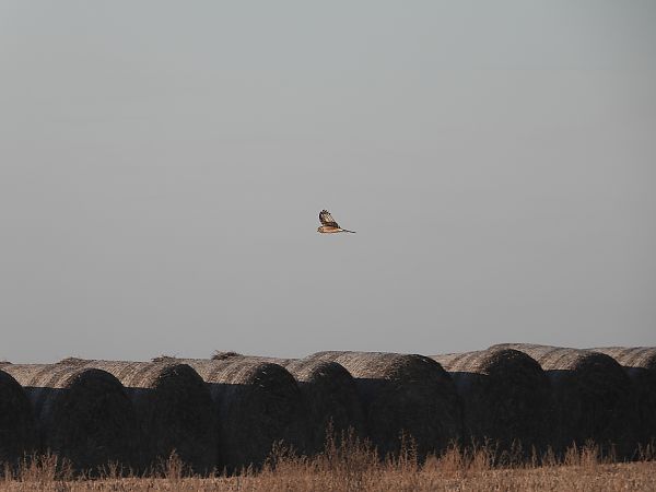 Busard Saint-Martin  - Jarosław Słowikowski