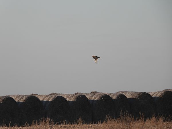 Busard Saint-Martin  - Jarosław Słowikowski