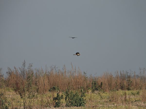Buse variable  - Jarosław Słowikowski