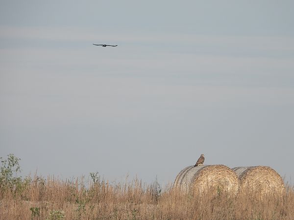 myszołów  - Jarosław Słowikowski