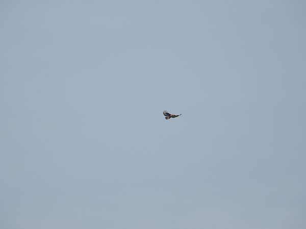 Rough-legged Buzzard  - Jarosław Słowikowski