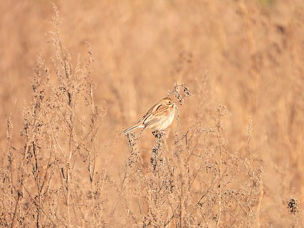 potrzos  - Jarosław Słowikowski