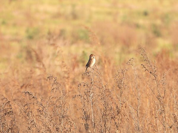 Bruant des roseaux  - Jarosław Słowikowski