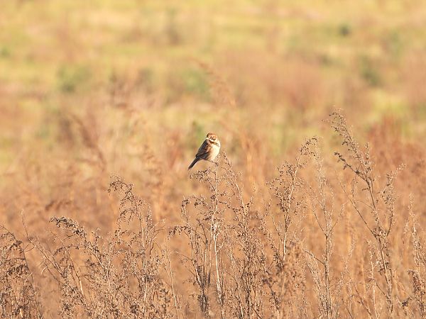 Bruant des roseaux  - Jarosław Słowikowski