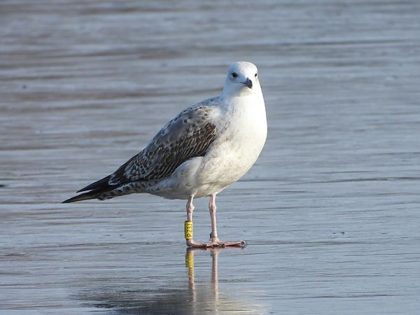 mewa białogłowa  - Jarosław Słowikowski