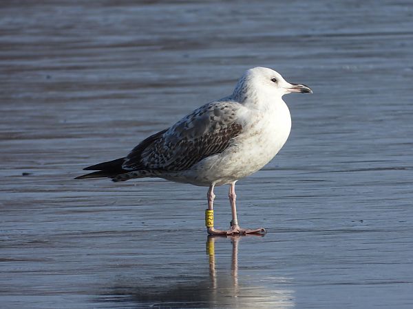 Goéland pontique  - Jarosław Słowikowski