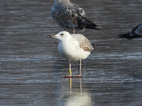 Goéland pontique  - Jarosław Słowikowski