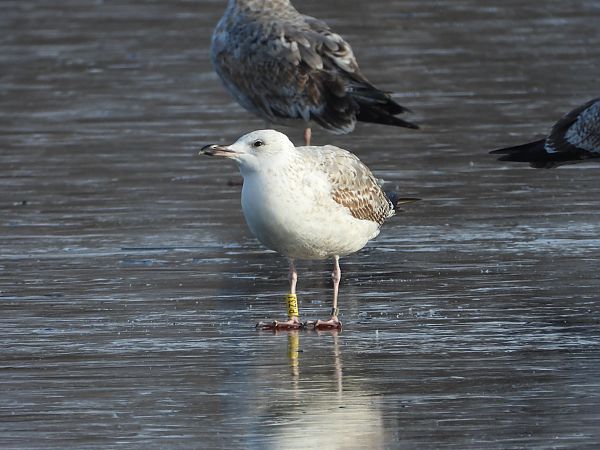 Goéland pontique  - Jarosław Słowikowski