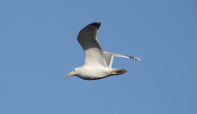 Goéland pontique  - Jarosław Słowikowski