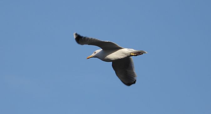 mewa białogłowa  - Jarosław Słowikowski