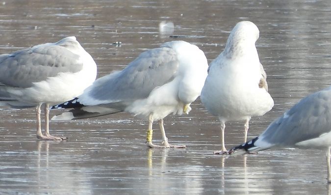 mewa białogłowa  - Jarosław Słowikowski