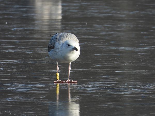 Goéland pontique  - Jarosław Słowikowski