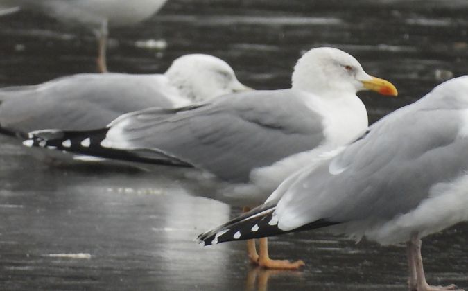 mewa romańska  - Jarosław Słowikowski