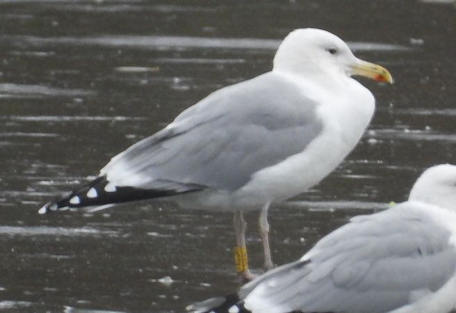 mewa białogłowa  - Jarosław Słowikowski