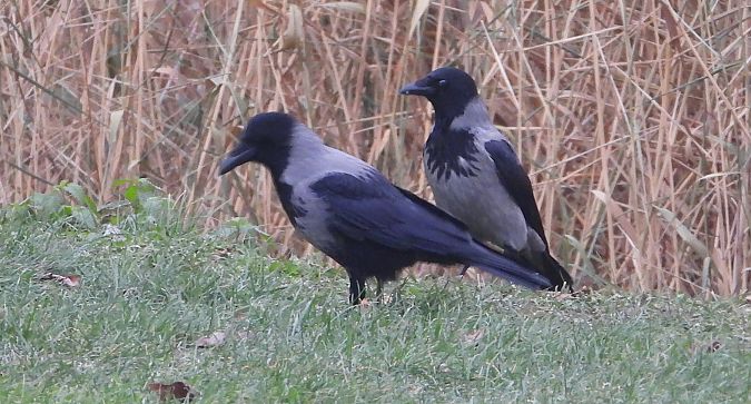 czarnowron x wrona siwa  - Jarosław Słowikowski