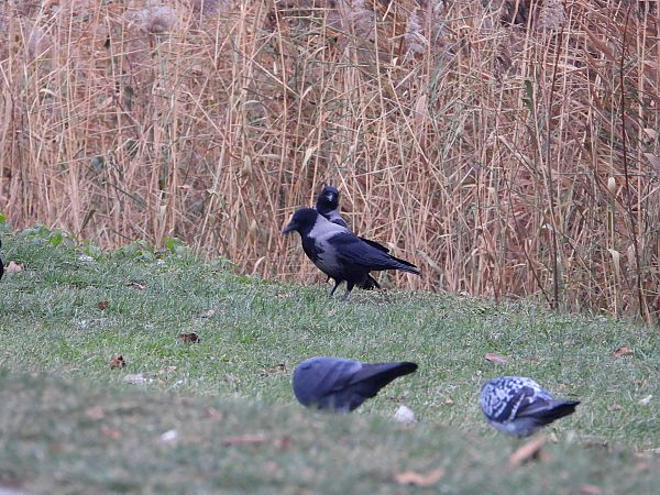 czarnowron x wrona siwa  - Jarosław Słowikowski