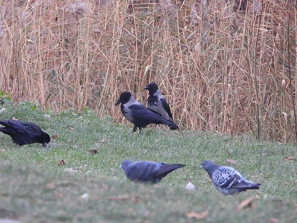 czarnowron x wrona siwa  - Jarosław Słowikowski