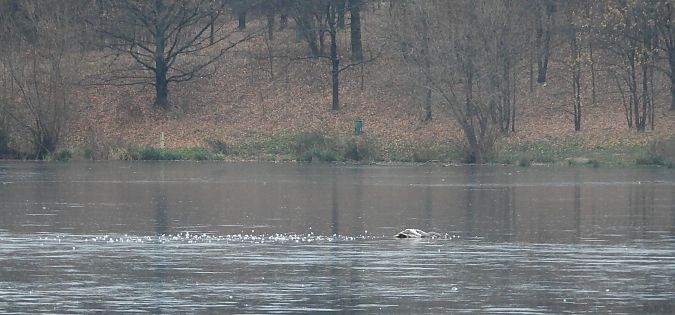 Mute Swan  - Jarosław Słowikowski