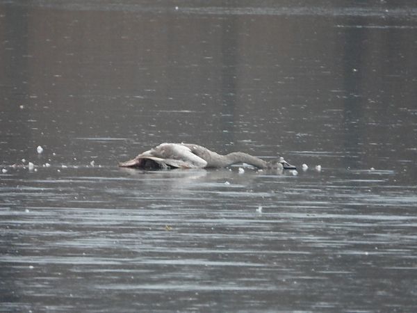 Cygne tuberculé  - Jarosław Słowikowski